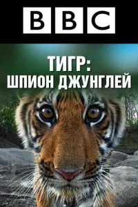 BBC: Тигр — Шпион джунглей 1 сезон